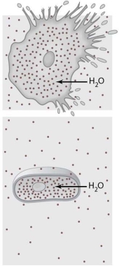   The cells illustrated in Figure 3-1 are in a(n)  environment. A)  hypertonic B)  hypotonic C)  passive D)  isotonic E)  fluid mosaic