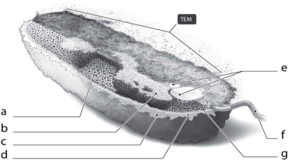   What is the function of the cellular structure indicated by ʺcʺ in Figure 3-2? A)  attach to surfaces only B)  protect from dehydration only C)  provide shape only D)  attach to surfaces and protect from dehydration E)  provide shape, attach to surfaces, and protect from dehydration