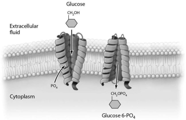   The process illustrated in Figure 3-6 occurs in (eukaryotic/bacterial/archaeal) cells.