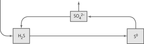   What type of reactions take place in the portion of the sulfur cycle indicated in the figure? A)  denitrification B)  fermentation C)  dissimilation D)  oxidation-reduction E)  carbon fixation