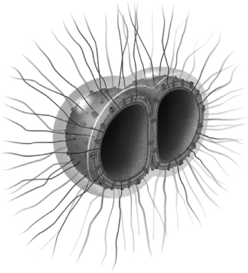   The illustration is of a Gram-negative bacterium frequently responsible for meningitis. What virulence factor(s)  of the bacterium is/are illustrated? A)  a membrane containing LOS B)  a capsule C)  fimbriae D)  a capsule and fimbriae E)  a capsule, fimbriae, and a membrane containing LOS