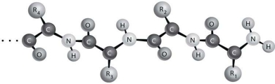   Figure 2-2 depicts the (primary/secondary/tertiary) structure of a protein.