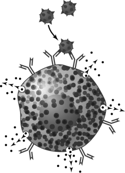   The events illustrated in the figure are part of a(n)  disorder. A)  type I hypersensitivity B)  type II hypersensitivity C)  type III hypersensitivity D)  immunodeficiency E)  autoimmune