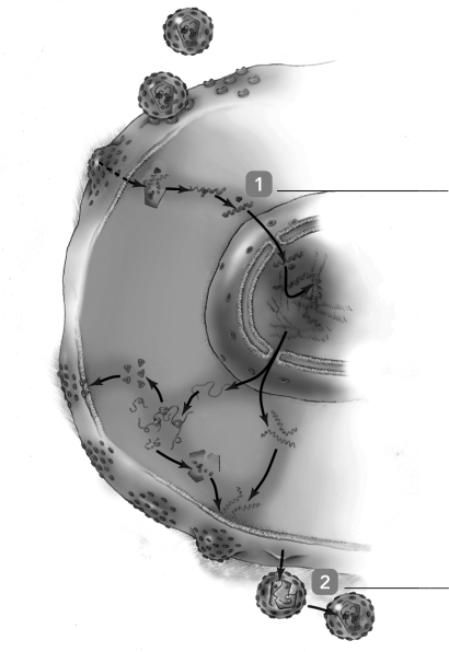   The figure represents the HIV infection cycle. What virus-specified proteins are required for the Events indicated by 1 and 2? (Be sure they are in the correct sequence.)  A)  reverse transcriptase, protease B)  RNA polymerase, gp120 C)  integrase, protease D)  gp41, protease E)  integrase, gp120