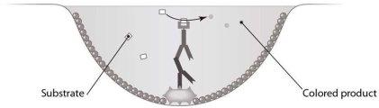 <strong> Which type of antibody assay is represented in this figure?</strong> A) an indirect ELISA B) an indirect immunofluorescence assay C) a direct ELISA D) an immunodiffusion assay E) a western blot