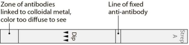 This device is used in a(n) (immunodiffusion/immunochromatographic/precipitation) test.