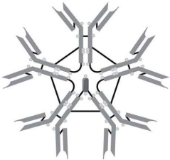   The type of immunoglobulin illustrated here is A)  IgM. B)  IgD. C)  IgA. D)  IgE. E)  IgG.