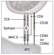   What will be the direct result of the interaction shown in this figure? (This interaction is occurring in a lymph node.)  A)  activation of a B lymphocyte B)  activation of a helper T lymphocyte C)  activation of a cytotoxic T lymphocyte D)  clonal deletion of a B lymphocyte E)  clonal deletion of a T lymphocyte