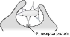   The antibody function known as (agglutination/neutralization/opsonization) is illustrated here.