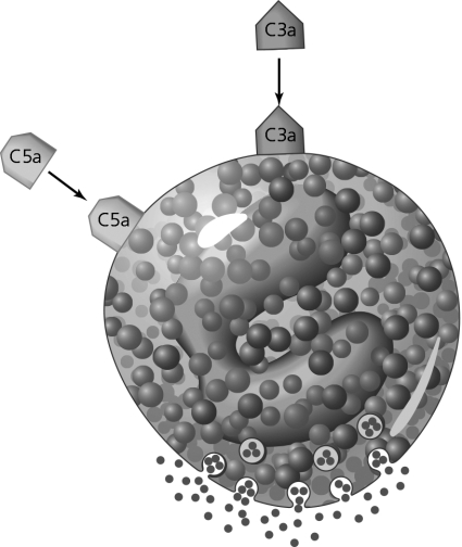   The process shown in the figure will lead to A)  vasodilation. B)  formation of MACs. C)  chemotaxis and opsonization. D)  capillary constriction. E)  formation of NETS.