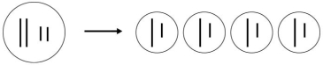   Which process is represented by this figure? A)  budding B)  schizogony C)  cytokinesis D)  mitosis E)  meiosis