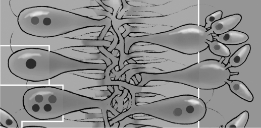   The reproductive process depicted in the figure is typical of (Ascomycota/Basiomycota/Zygomycota).