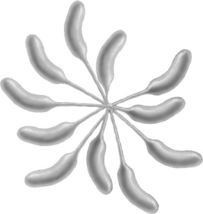 The arrangement shown in the figure is characteristic of (Actinomycetes/Caulobacter/Myxobacteria/Planctomyces) cells. (Use genus or taxon name.)