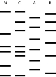 <strong> Two men may be the father of a child. This figure shows the results of a DNA fingerprint analysis to determine paternity. M is the mother, C is the child, A and B are the two men. What is the best interpretation of these results?</strong> A) Neither man is this child's father. B) The man identified as A is probably the father. C) Either man could be this child's father. D) The man identified as B is probably the father. E) Paternity cannot be determined from this data.