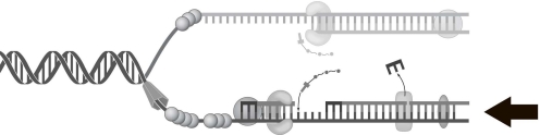   The process indicated by the arrow in Figure 7.1 represents A)  lagging strand synthesis. B)  leading strand synthesis. C)  homologous recombination. D)  translation. E)  transcription.