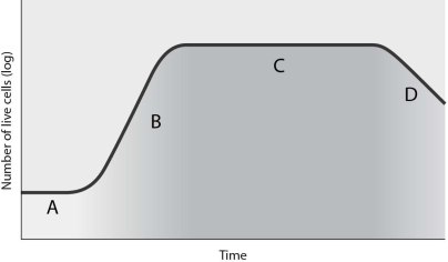   The correct sequence for the phases indicated by the letters A, B, C and D is A)  stationary phase, lag phase, log phase, death phase. B)  death phase, log phase stationary phase, lag phase. C)  death phase, stationary phase, log phase, lag phase. D)  lag phase, log phase, stationary phase, death phase. E)  log phase, stationary phase, lag phase, death phase.