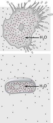   The cells illustrated in Figure 3- 1 are in a(n)  environment. A)  isotonic B)  fluid mosaic C)  hypotonic D)  hypertonic E)  passive