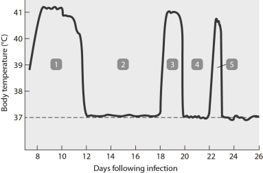   This pattern of fever is most commonly seen with A)  Lyme disease. B)  relapsing fever. C)  yaws. D)  syphilis. E)  lymphogranuloma venereum.