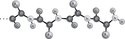     Figure 2.2 depicts the (primary/secondary/tertiary) structure of a protein.