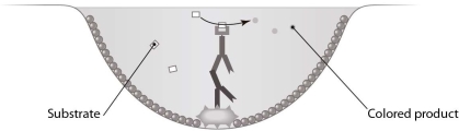   Which type of antibody assay is represented in this figure? A)  an immunodiffusion assay B)  a western blot C)  an indirect ELISA D)  a direct ELISA E)  an indirect immunofluorescence assay