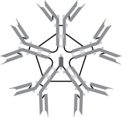   The type of immunoglobulin illustrated here is A)  IgE. B)  IgM. C)  IgG. D)  IgD. E)  IgA.