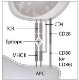   What will be the direct result of the interaction shown in this figure? (This interaction is occurring in a lymph node.)  A)  clonal deletion of a T lymphocyte B)  activation of a helper T lymphocyte C)  activation of a B lymphocyte D)  activation of a cytotoxic T lymphocyte E)  clonal deletion of a B lymphocyte