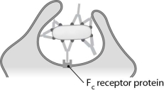 The antibody function known as (agglutination/neutralization/opsonization) is illustrated here.