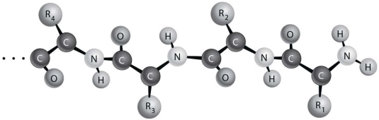    Figure 2.2 depicts the (primary/secondary/tertiary) structure of a protein.
