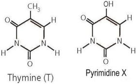    Consider the structure of thymine, shown on the left in Figure 2.3 above, and compare to the structure of pyrimidine X on the right. What would be the impact if X is incorporated into the structure of a DNA strand in place of thymine?