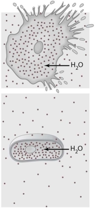   The cells illustrated in Figure 3.1 are in a(n)  ________ environment. A)  hypotonic B)  hypertonic C)  isotonic D)  fluid mosaic E)  passive