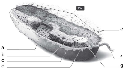   What is the function of the cellular structure indicated by  c  in Figure 3.2? A)  provide shape only B)  attach to surfaces only C)  protect from dehydration only D)  attach to surfaces and protect from dehydration E)  serve as carbohydrate storage