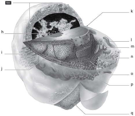   What is the function of the cellular structure indicated by  m  in Figure 3.3? A)  ATP synthesis B)  protein synthesis C)  synthesis of lipids D)  packaging of materials for export E)  cell movement and mitosis