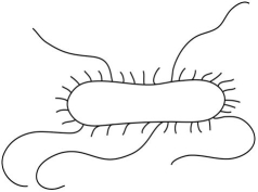    The short structures on the surface of the cell in Figure 3.5 are pili.