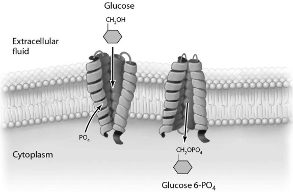    The process illustrated in Figure 3.6 occurs in (eukaryotic/bacterial/archaeal) cells.