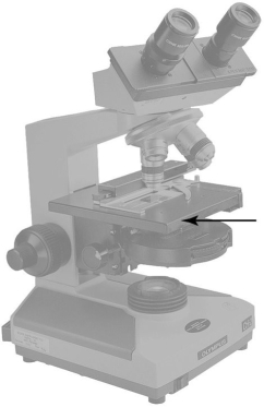    The part of the microscope indicated by the arrow in Figure 4.1 is the (ocular/objective/condenser) lens.