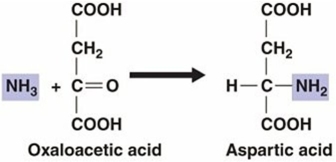   The process illustrated in the figure above is an example of a(n)  ________ reaction. A)  amination B)  reduction C)  oxidation D)  transamination E)  transferase