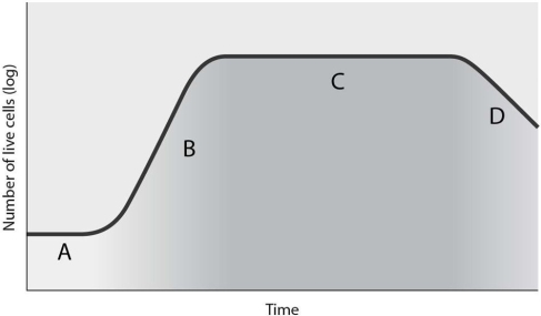   Which of the following statements is CORRECT regarding Figure 6.1? A)  Cells are actively growing only during the stage represented by B. B)  No cells are reproducing during the stage represented by D. C)  Cells are most susceptible to antibiotics during the stage represented by A. D)  Cells are alive but not reproducing during the stage represented by A. E)  No new cells are being produced during the stage represented by C. 