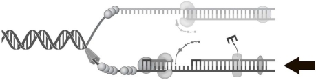   The process indicated by the arrow in Figure 7.1 represents A)  lagging strand synthesis. B)  leading strand synthesis. C)  transcription. D)  translation. E)  recombination.