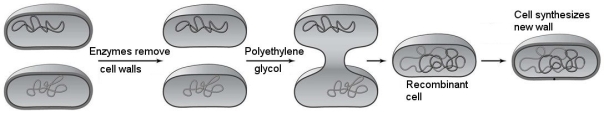   Which method of inserting DNA into cells is illustrated in Figure 8.1? A)  protoplast fusion B)  injection C)  electroporation D)  a gene gun E)  transduction