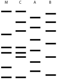 <strong>  Two men may be the father of a child. Figure 8.2 shows the results of a DNA fingerprint analysis to determine paternity. M is the mother, C is the child, A and B are the two men. What is the best interpretation of these results?</strong> A) The man identified as A is probably the father. B) The man identified as B is probably the father. C) Neither man is this child's father. D) Either man could be this child's father. E) Paternity cannot be determined from this data. <div style=padding-top: 35px> 