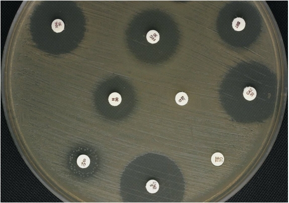    Examine the diffusion susceptibility plate results shown in Figure 10.2. Propose an explanation for the appearance of the zone around the S/10 disk, and discuss the implications for therapeutic use of this antibiotic for the pathogen tested.