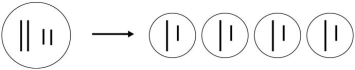   Which process is represented by Figure 12.1? A)  mitosis B)  meiosis C)  cytokinesis D)  schizogony E)  budding