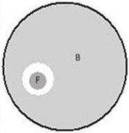   Figure 14.1 represents a Petri dish with a fungus (F), shown in darker gray, growing in the midst of bacterial lawn (B), shown in light gray. The relationship between the fungus and the bacteria would best be described as A) synergistic. B) amensal. C) commensal. D) parasitic. E) None, there is no relationship between the microbes. 