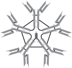   The type of immunoglobulin illustrated in Figure 16.1 is A)  IgE. B)  IgG. C)  IgA. D)  IgM. E)  IgD.
