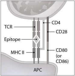   Figure 16.2 illustrates an interaction between a(n) A) antigen presenting cell and a B lymphocyte. B) antigen presenting cell and a T lymphocyte. C) NK cell and its target cell. D) CTL and its target cell. E) antigen presenting cell and a plasma cell.