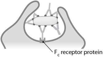    The antibody function known as (agglutination/neutralization/opsonization) is illustrated in Figure 16.3.