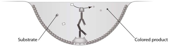   The assay represented in Figure 17.2 is used to A) detect antigen-specific antibodies in patient serum. B) detect specific antigen in patient serum. C) determine the titer of IgM in patient serum. D) determine the presence of an antibody-modifying enzyme in a patient sample. E) detect cytopathic effects of viral infection.