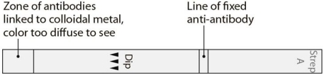    The dipstick illustrated in Figure 17.3 is used in a(n) (immunodiffusion/immunochromatographic/ immunofluorescent) assay.