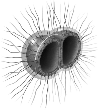   The illustration is of a Gram-negative bacterium frequently responsible for meningitis. What virulence factor(s)  of the bacterium is/are illustrated? A)  a capsule B)  fimbriae C)  a membrane containing LOS D)  a capsule and fimbriae E)  a capsule, fimbriae, and a membrane containing LOS