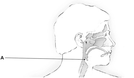    The structure indicated by the letter  A  is the (pharynx/larynx/epiglottis).